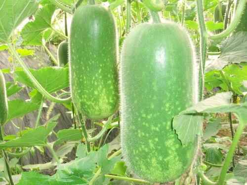 绾绾吃瓜 第1张 绾绾吃瓜 第1张